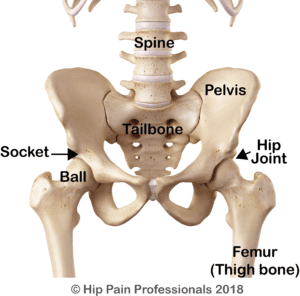 Condition-Pages_Hip-OA_general-anatomy-300x296