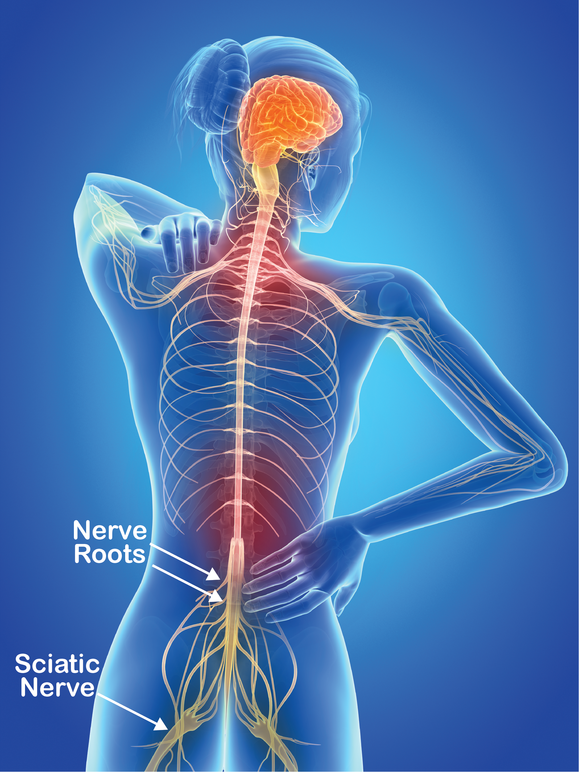 Condition-Specific-Pages_Sciatica_Fig-2_Nervous-System