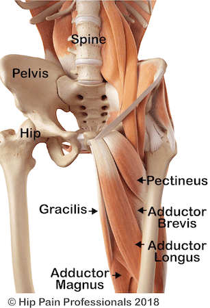 Figure 2: The Adductor muscles viewed from the front – pectineus, adductor brevis, adductor longus, adductor magnus and gracilis